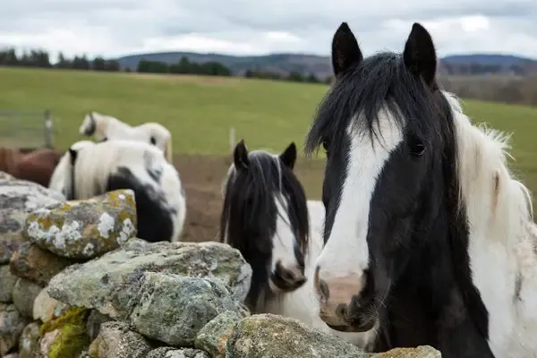 Horse Farm in Aberdeenshire