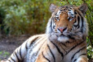 Visit Colchester Zoo in Essex