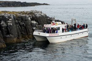 Boat and Wildlife Tour of the Farne Islands on the Northumberland Coast