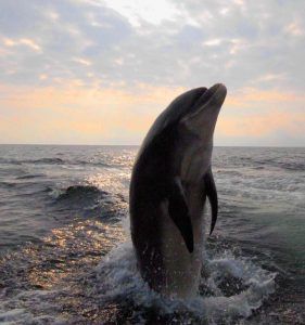 Dolphin Spotting in Co. Kerry