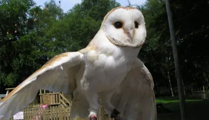 World of Owls in Randalstown