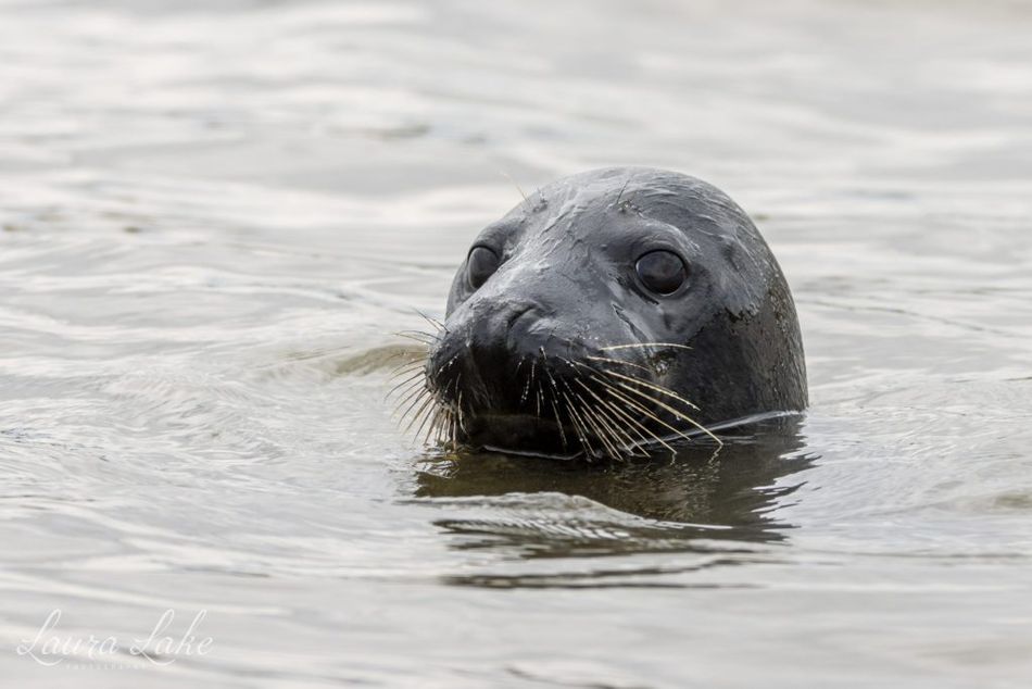 scroby sands seals boat trips