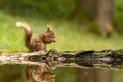 The Red Squirrel Cycle Trail