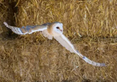 Falconry Experience in Berkshire