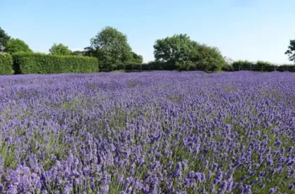 Norfolk Lavender – A Garden and Café dedicated to Lavender!