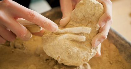 Unearth a Fossil at Vanished World in Dunedin