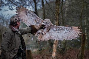 Falconry Experience in Wiltshire