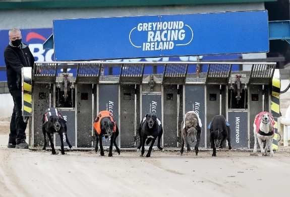 Have a Fine-Dining Experience While Watching the Greyhounds at Kilcohan Park in Waterford