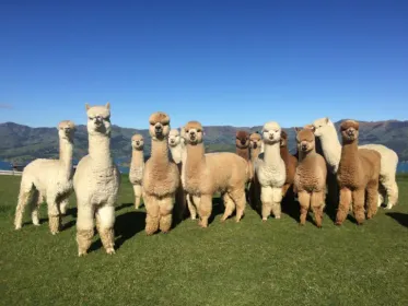 Meet the Shamarra Alpacas in Akaroa