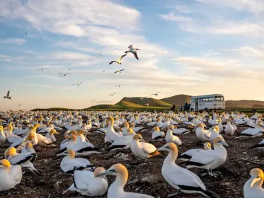 Largest Gannet Colony in the World at Cape Kidnappers