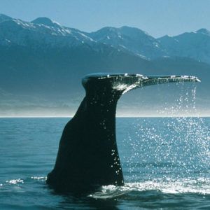 Whale Watch Cruise Or Flight