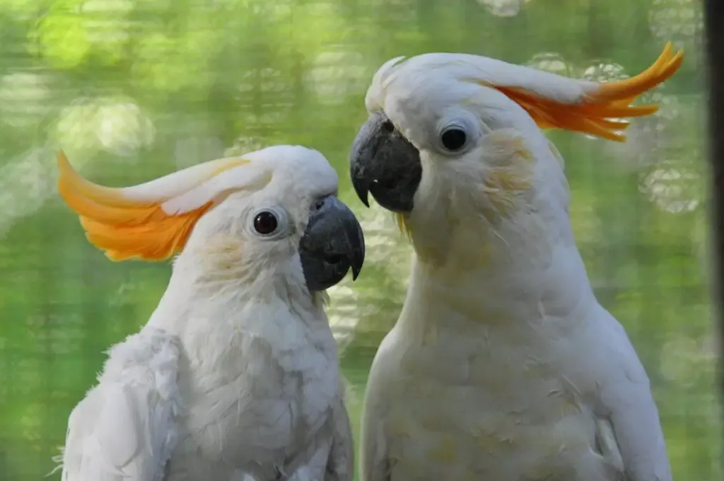 See Exotic Birds in Leicestershire