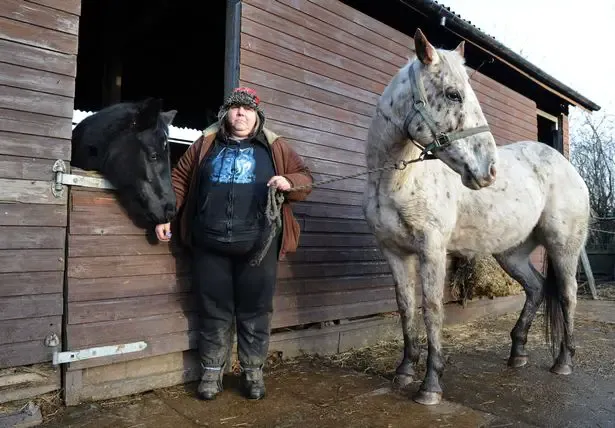 Horse and Pony Sanctuary in Merseyside