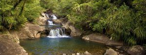 Visit Rapaura Watergardens in Coromandel Forest