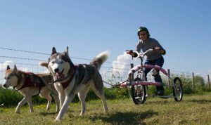 Husky Dog Ride in The Cotswolds