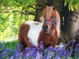 Shetland Pony Riding in Surrey