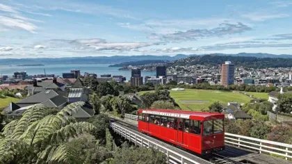 Whale Watching Tour in Wellington, New Zealand