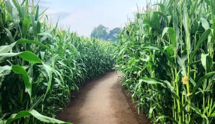 Get Lost in a Maze in York