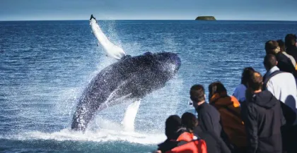 Whale Watching Tours in Iceland