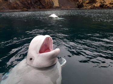 The World’s First Beluga Whale Sanctuary