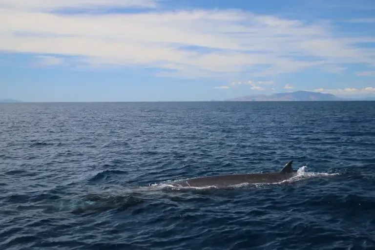 Auckland Whale & Dolphin Safari