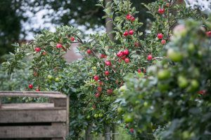 Enchanting Cider Tour in County Armagh