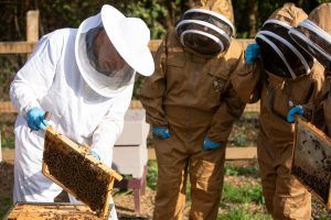 Beekeeping Experience in Windsor