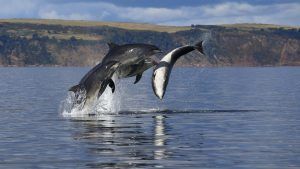Dolphin Spotting on the Moray Firth