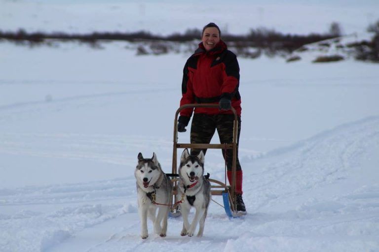 Husky Dog Sledding in North Iceland