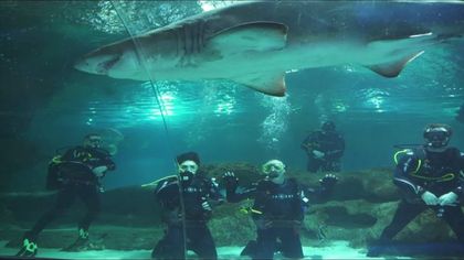 Dive with Sharks in Cheshire at Blue Planet Aquarium