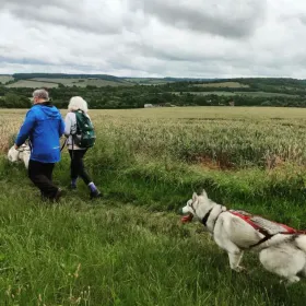 Husky Hiking Experience in Kent