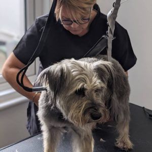An Introduction to Dog Grooming in Worthing, West Sussex