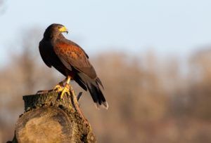Falconry Experiences at Cumberland Bird of Prey Centre